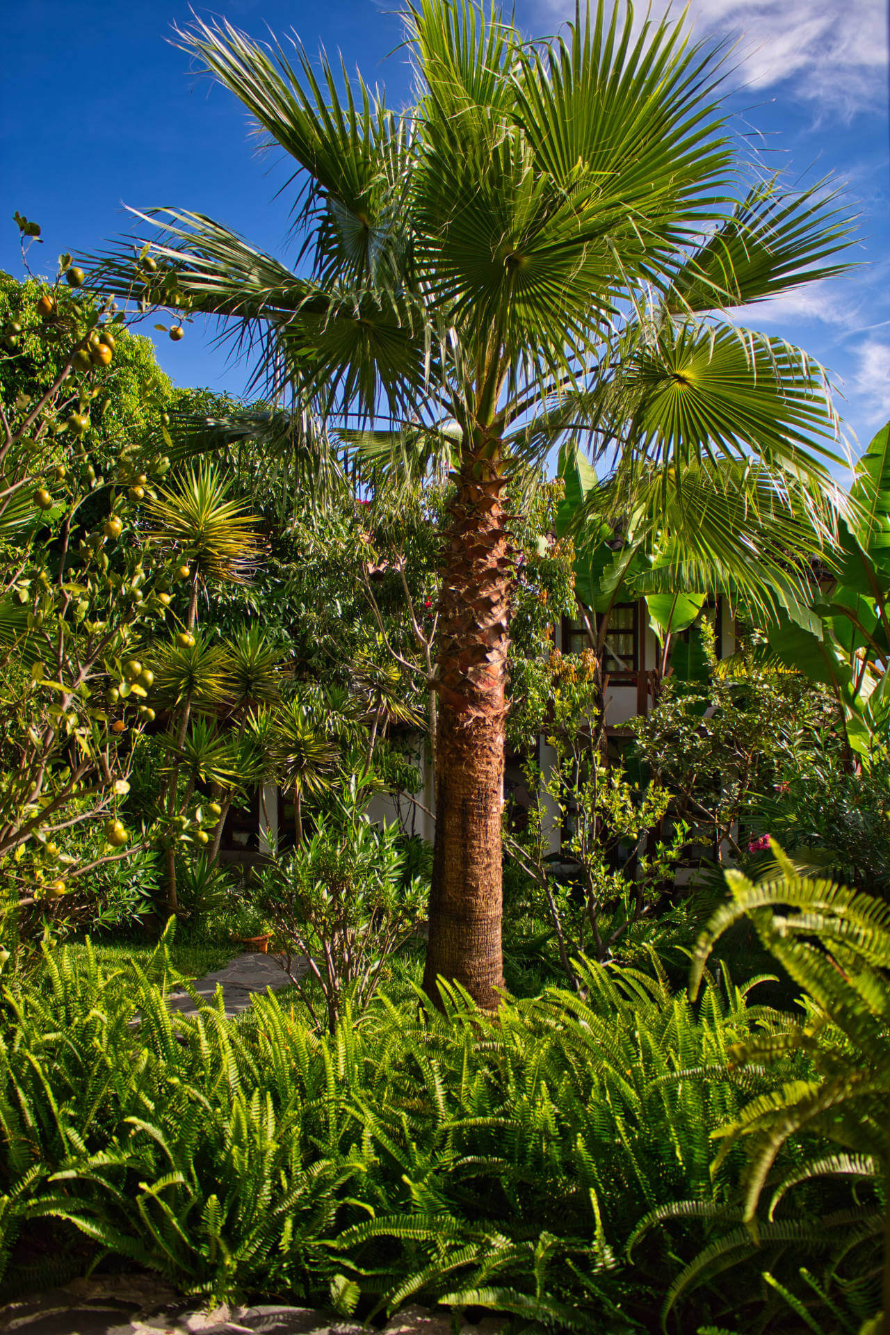 The Casa Lobo Bungalows garden is located in San Pedro la Laguna at the Lake Atitlán in Guatemala.