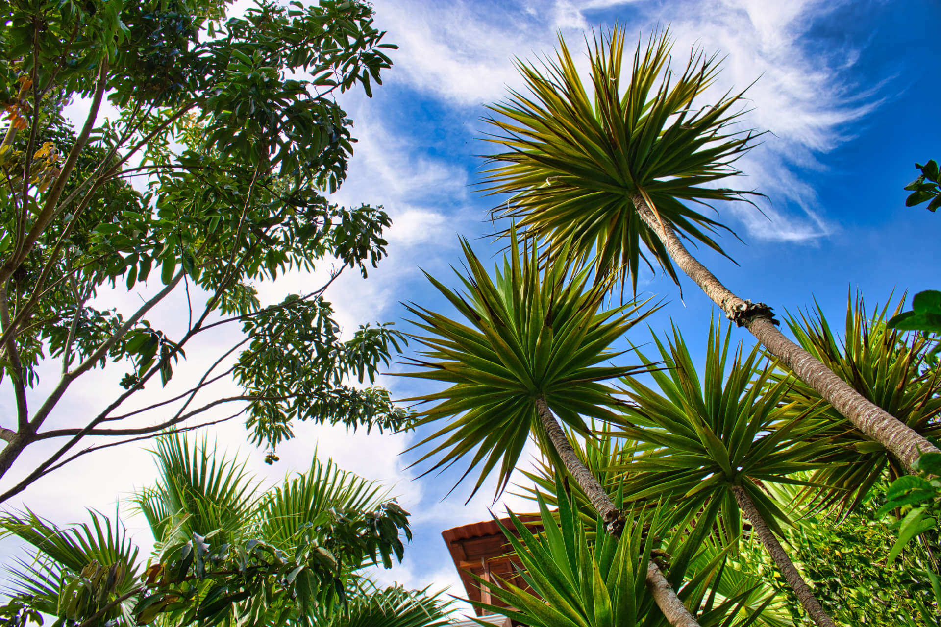 The Casa Lobo Bungalows garden is located in San Pedro la Laguna at the Lake Atitlán in Guatemala.